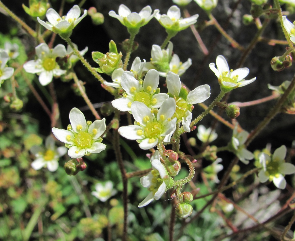 Изображение особи Saxifraga cartilaginea.