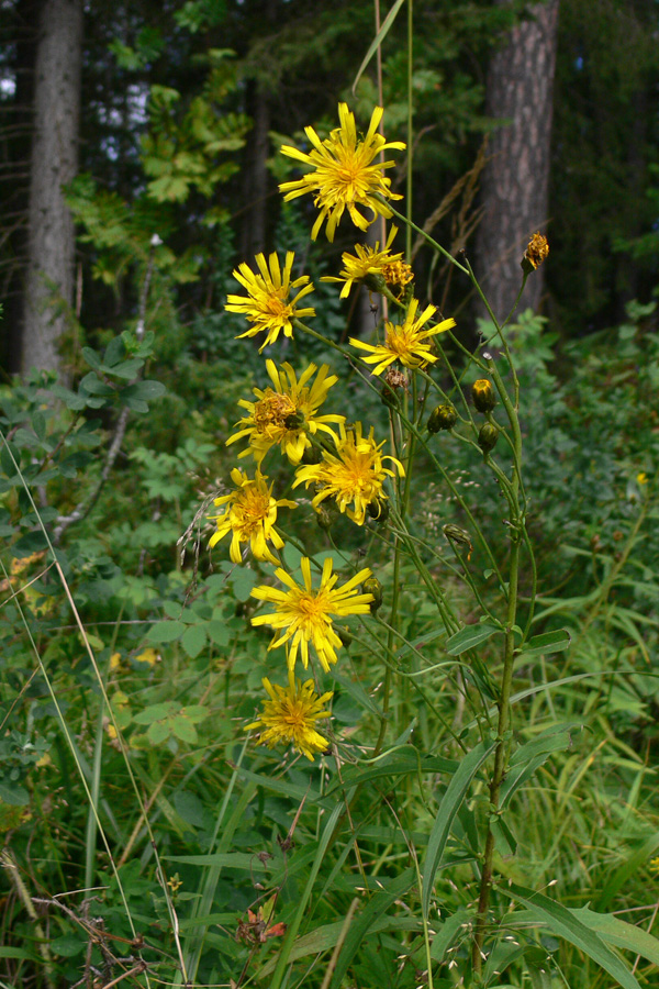 Изображение особи Hieracium umbellatum.