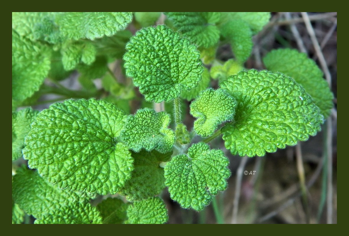 Изображение особи род Marrubium.