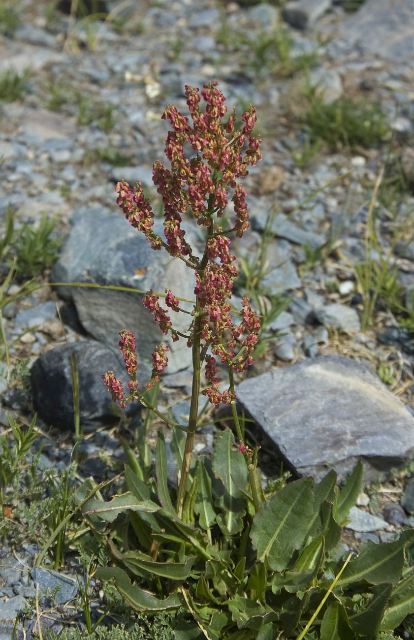 Изображение особи Rumex thyrsiflorus.