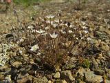 Minuartia rubella