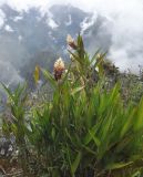 Elleanthus strobilifer