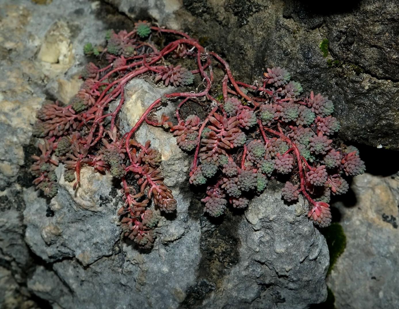 Image of genus Sedum specimen.