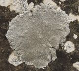 genus Aspicilia