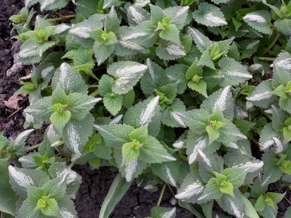 Image of Lamium maculatum specimen.