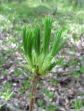 Rhododendron luteum. Верхушка веточки с молодыми побегами. Краснодарский край, Абинский р-н, окр. пос. Новый, широколиственный лес. 16.04.2018.