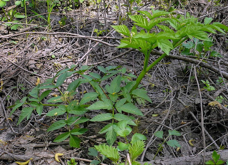 Изображение особи Archangelica officinalis.