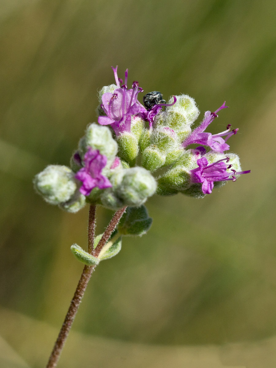 Изображение особи Origanum microphyllum.