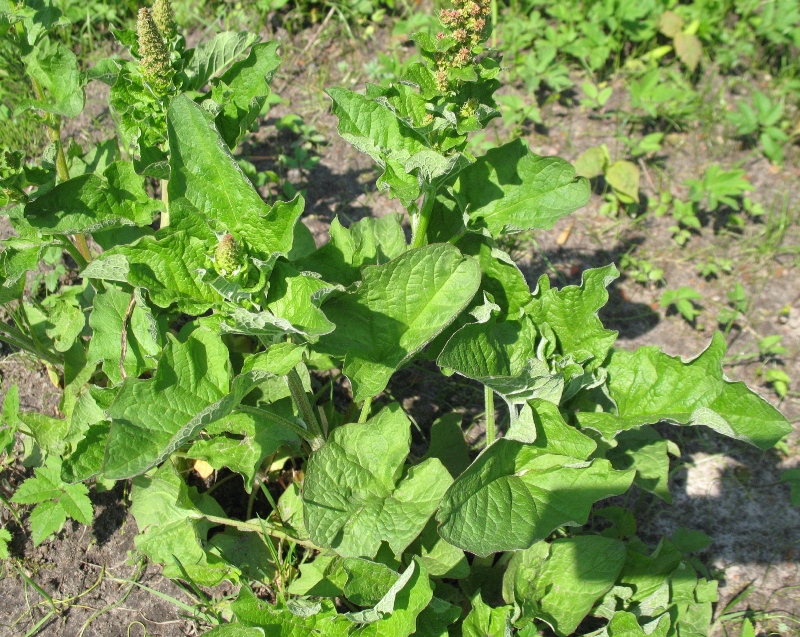 Image of Blitum bonus-henricus specimen.