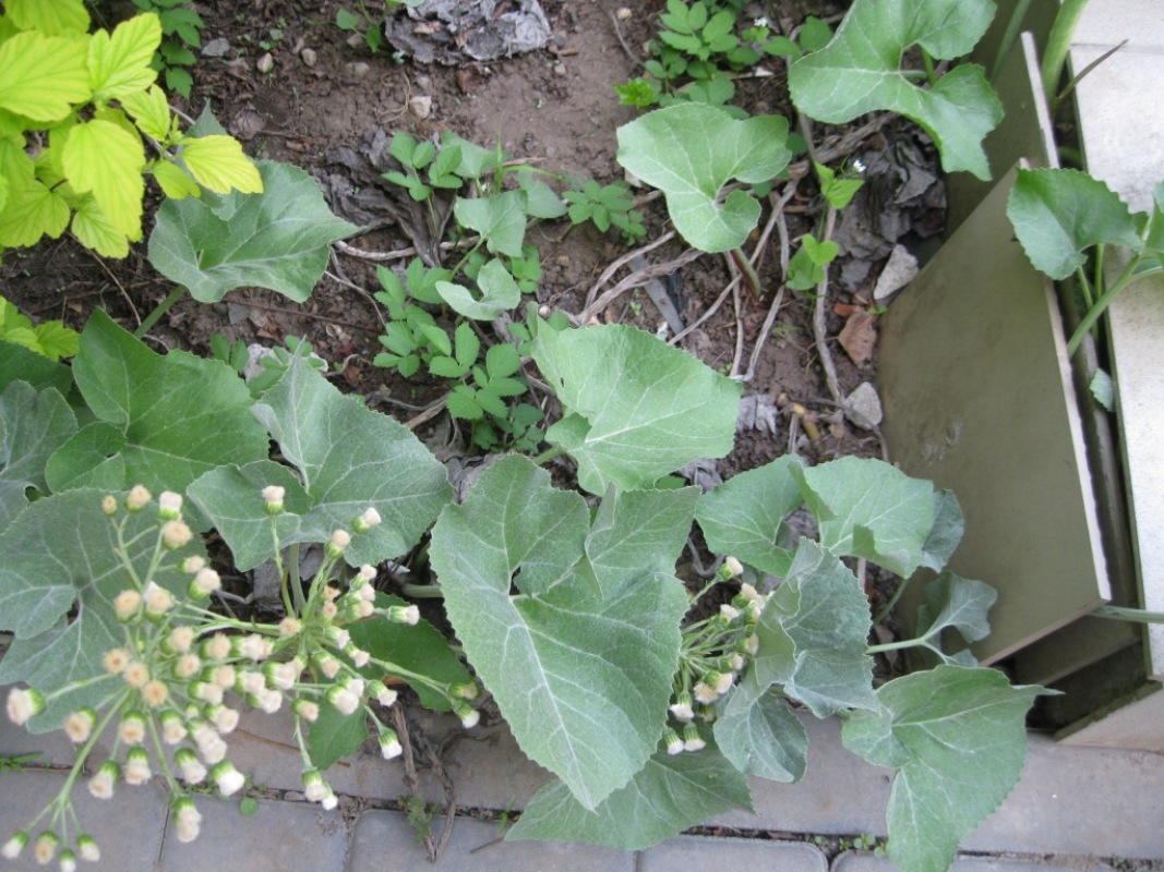 Image of Petasites spurius specimen.