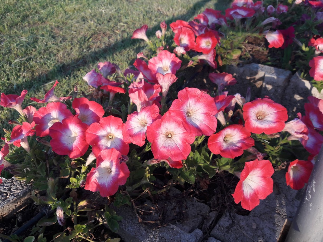 Image of Petunia × atkinsiana specimen.