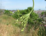 Pimpinella peregrina. Расцветающее соцветие. Дагестан, окр. г. Избербаш, луг в верхней части горы. 13.05.2018.