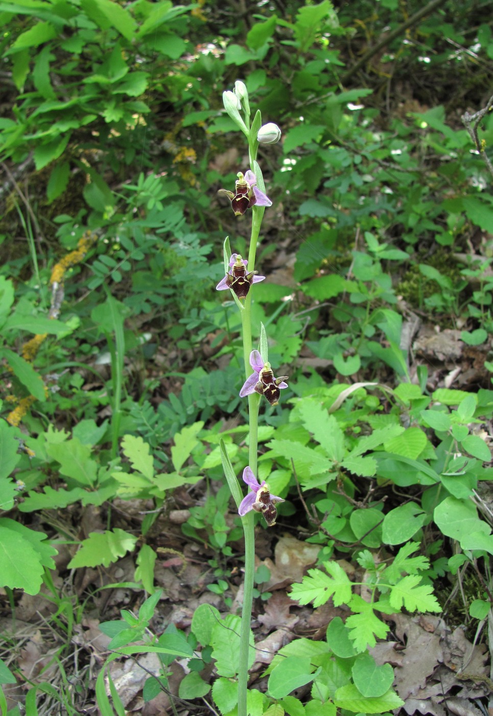 Image of Ophrys oestrifera specimen.