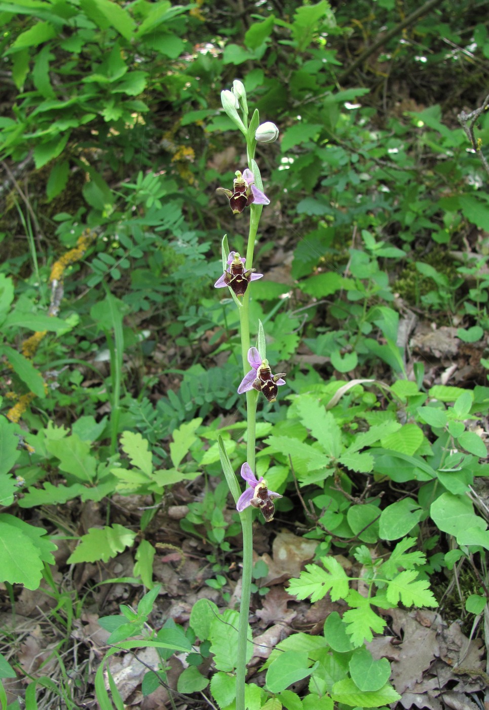 Изображение особи Ophrys oestrifera.