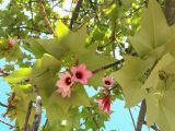 Brachychiton discolor. Цветки и листья. Израиль, г. Бат-Ям, в озеленении. 20.06.2017.