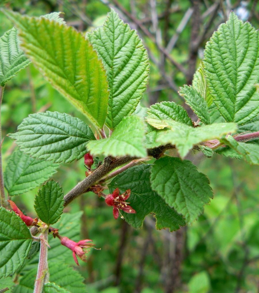 Image of Cerasus tomentosa specimen.