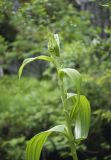 Veratrum lobelianum