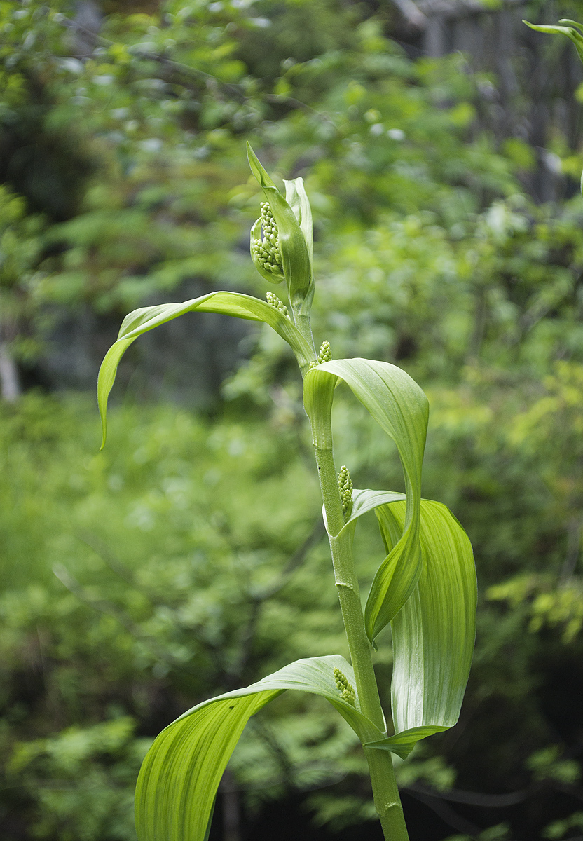 Image of Veratrum lobelianum specimen.