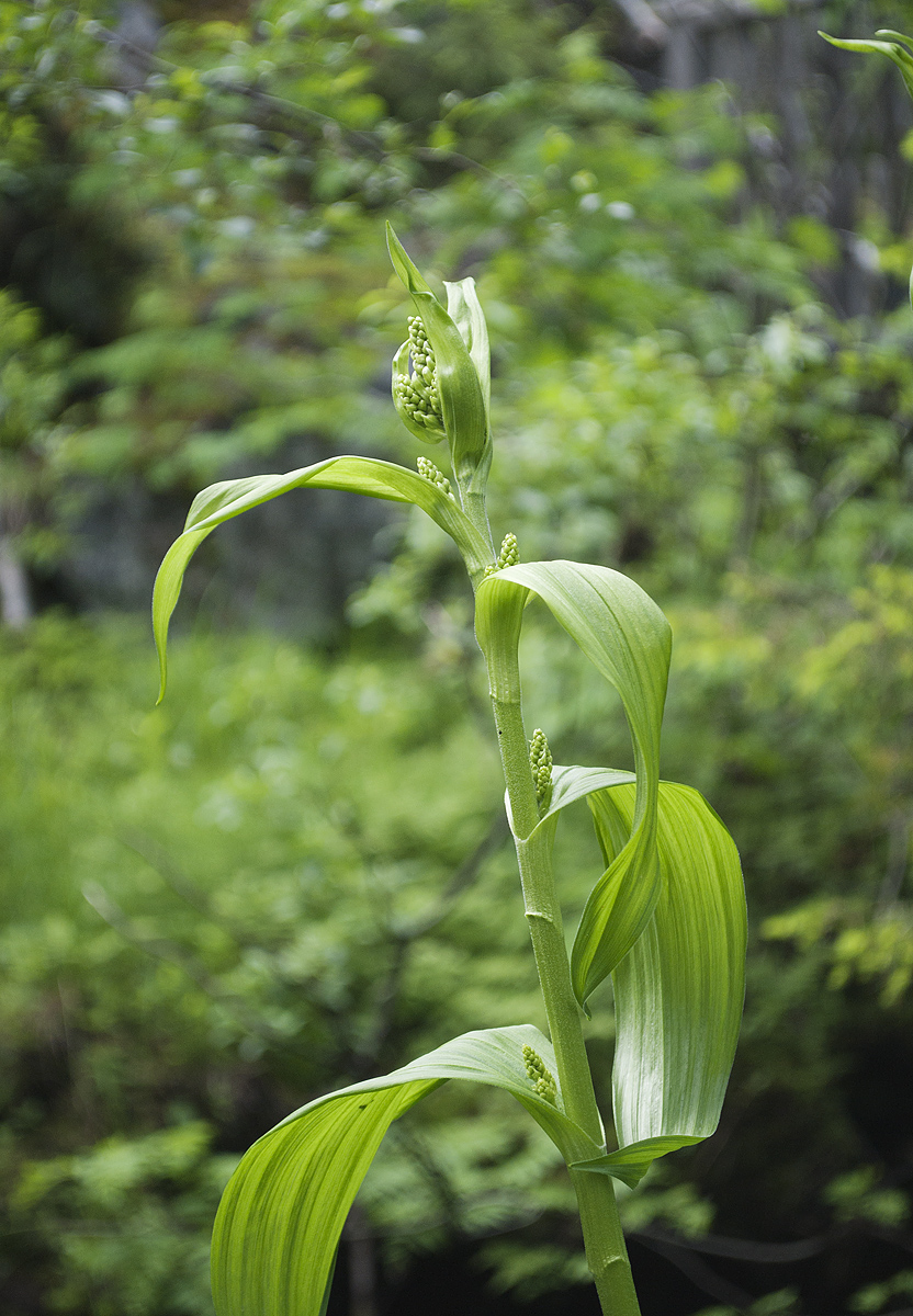 Изображение особи Veratrum lobelianum.