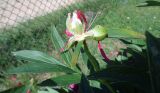 Paeonia officinalis