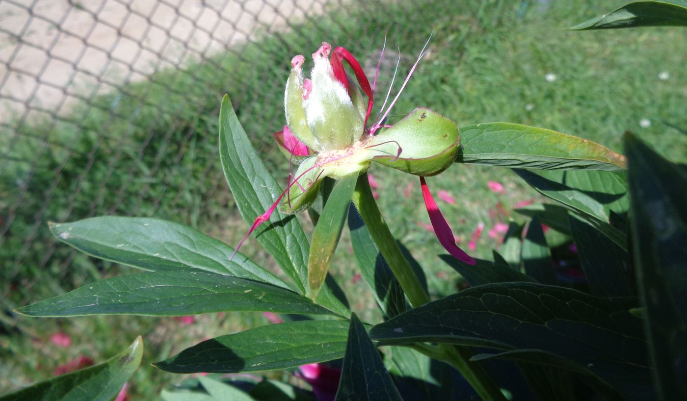 Изображение особи Paeonia officinalis.