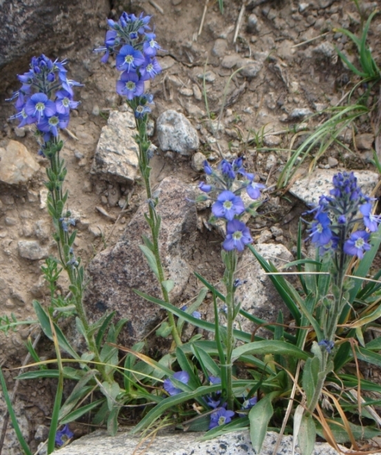 Image of Veronica gentianoides specimen.