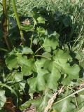 Heracleum sibiricum. Лист. Украина, Днепропетровская обл., Апостоловский р-н, Токовский сельский совет, берег р. Каменка возле Токовских водопадов. 04.08.2018.