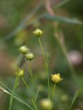 Linum usitatissimum. Верхушки побегов с плодами. Тверская обл., Торопецкий р-н, окр. дер. Чистое, заброшенная пашня. 08.08.2018.