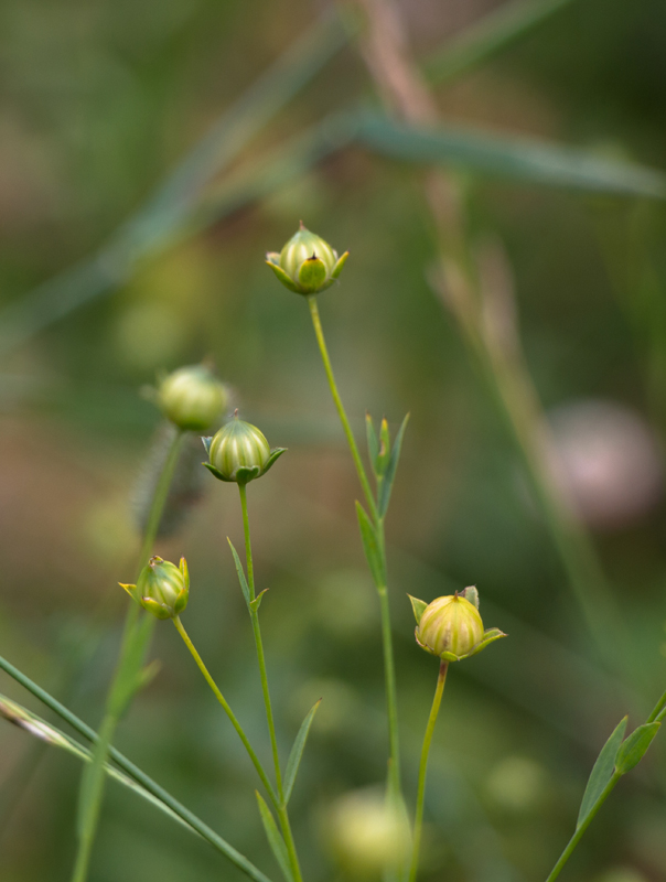 Изображение особи Linum usitatissimum.