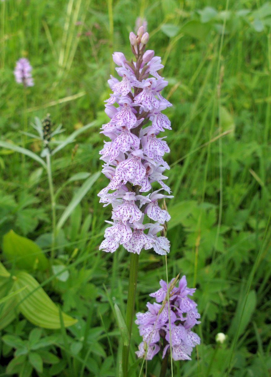 Изображение особи Dactylorhiza maculata.