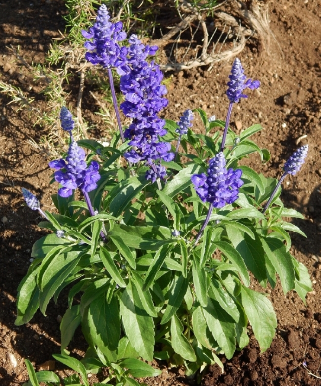 Image of Salvia farinacea specimen.