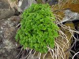 Ligusticum scoticum