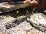 Crassula namaquensis