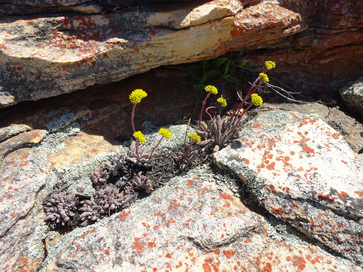 Изображение особи Crassula namaquensis.