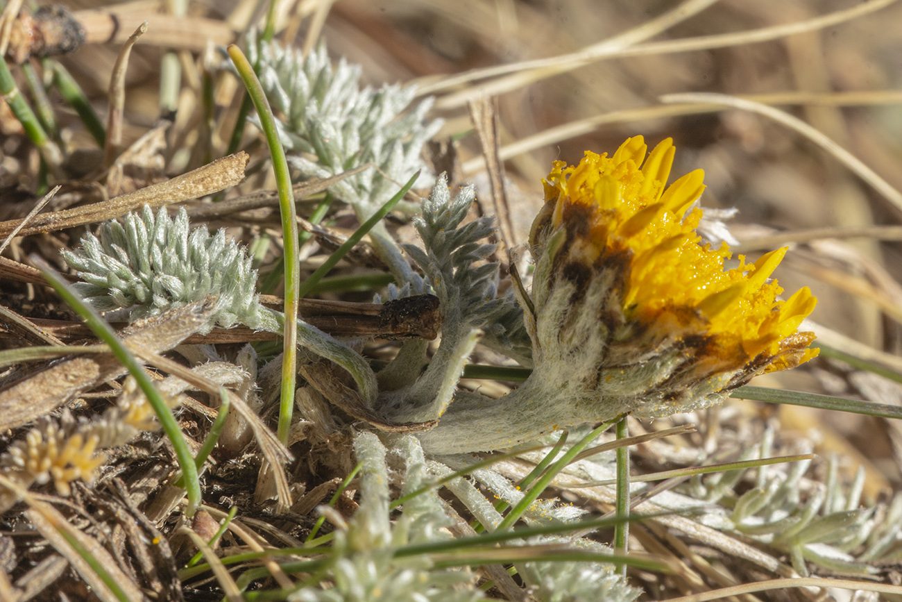 Image of Anthemis marschalliana ssp. pectinata specimen.