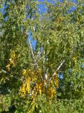 Betula pendula