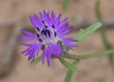 Centaurea aspera. Соцветие. Испания, автономное сообщество Каталония, провинция Жирона, комарка Баш Эмпорда, муниципалитет Тороэлья-де-Монгри, долина Санта-Катерина, расчищенная гаррига. 15.06.2018.