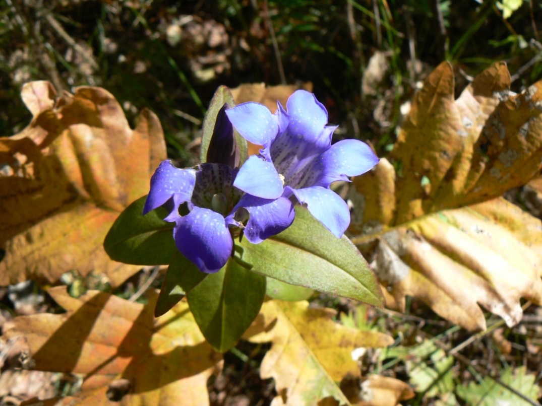 Изображение особи Gentiana scabra.