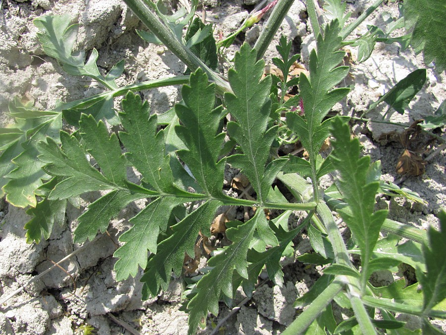 Image of Turgenia latifolia specimen.
