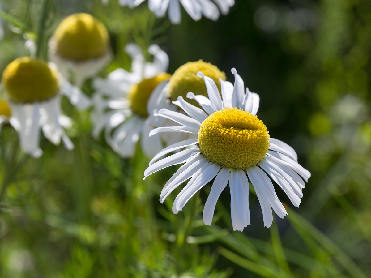 Изображение особи Tripleurospermum subpolare.