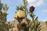 Protea lanceolata