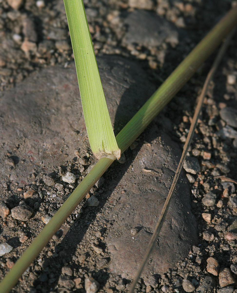 Image of Arctopoa subfastigiata specimen.