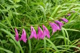 Gladiolus imbricatus. Соцветие. Украина, Ивано-Франковская обл., Галичский р-н, окр. с. Бовшев, Касова гора, луговой склон. 24 июня 2010 г.