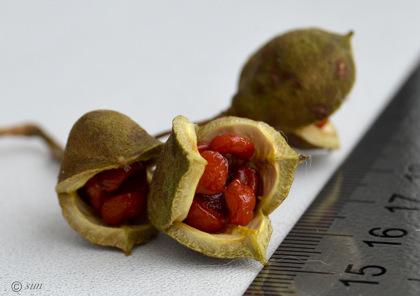 Image of Pittosporum tobira specimen.