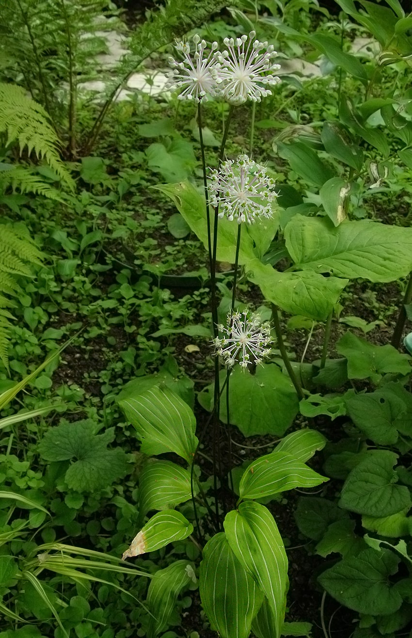 Image of Allium ovalifolium var. leuconeurum specimen.