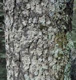 Cedrus libani ssp. brevifolia