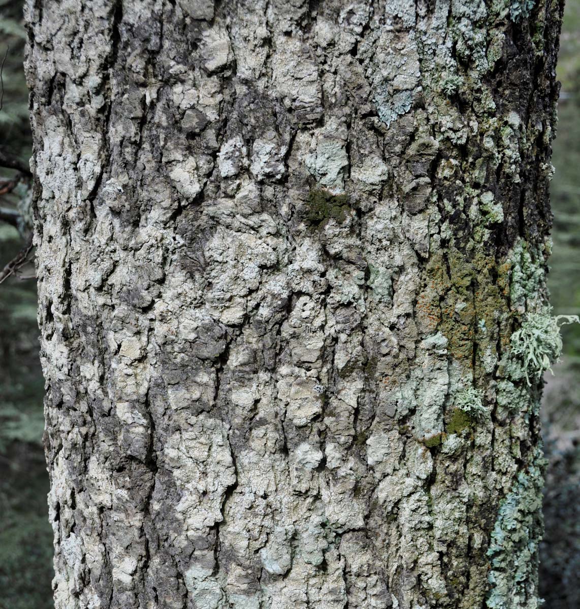 Изображение особи Cedrus libani ssp. brevifolia.