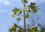 Cannabis variety spontanea