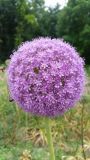 Allium giganteum