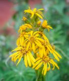 genus Ligularia